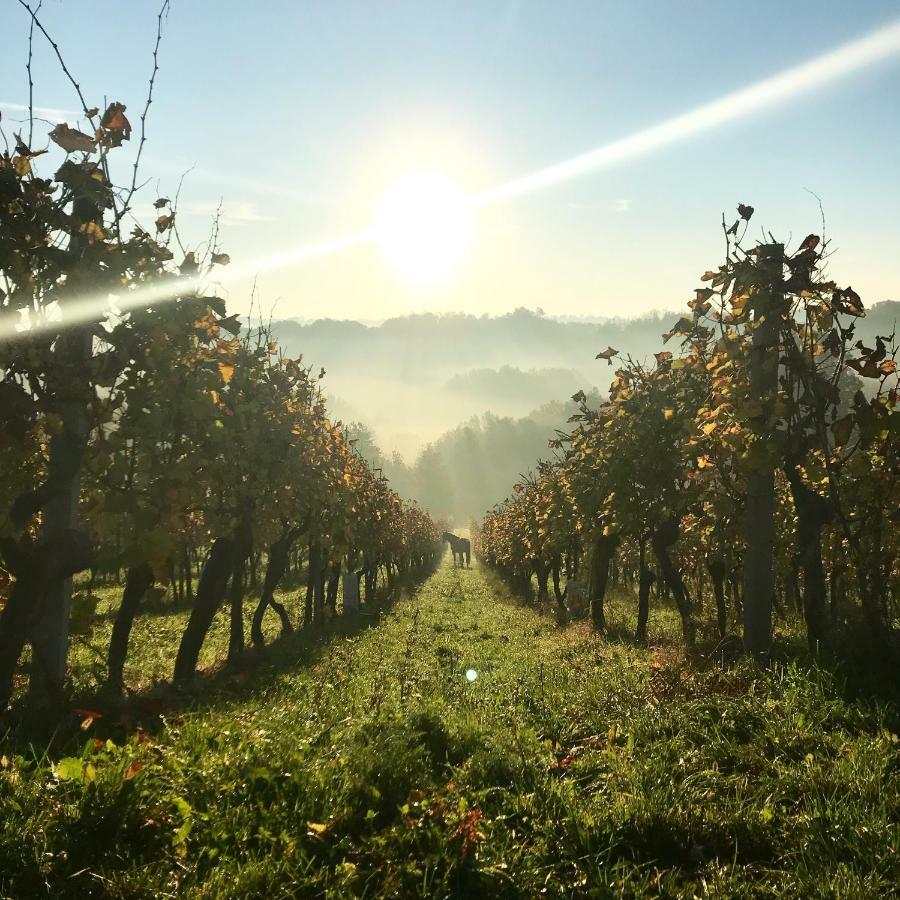 Farm stay Turisticna Kmetija Pungracic